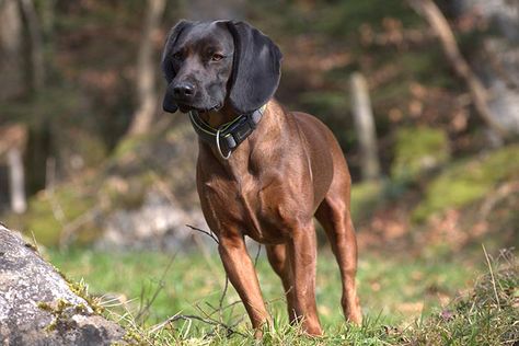 Bavarian Mountain Hound, Hound Dog Breeds, Akc Breeds, Disabled Dog, Dog Facts, Different Dogs, American Kennel Club, Large Dog Breeds, Hound Dog