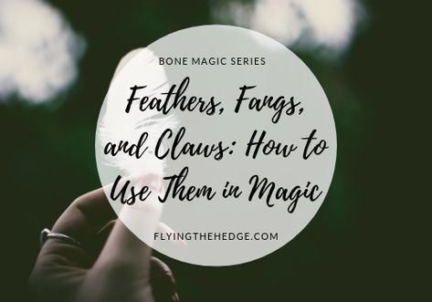 Bone Magic Series: Feathers, Fangs, and Claws: How to Use Them in Magic Black Feather Meaning, Bone Magic, Bone Throwing, Feather Magic, Animal Teeth, Healing Magic, Witchcraft For Beginners, Chicken Bones, Ancient Mythology