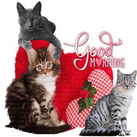 Gn Cat, Cat Messages, Blessed Morning, Contemporary History, Beautiful Kittens, Good Morning Flowers Gif, Foster Kittens, Silly Cats Pictures, Zoo Wee Mama