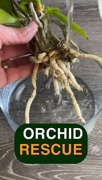 MonstroFarm on Instagram: "Orchid Rescue. This orchid was stuck in this combo pot and now has a second chance. Here are some tips on how you can perform your own rescue. 🪨Use a mix that has bark and perlite to provide adequate drainage. Add some Sphagnum moss to give you a little water holding capacity. 🪴Remove them from the planter, clean the roots and center it in a pot that’s slightly larger than the root ball. 💦 Water your orchid by soaking it in a bowl when the sphagnum moss dries o Orchid Leaves Turning Yellow, Orchids Care, Phalaenopsis Orchid Care, Oxalis Triangularis, Repotting Orchids, Orchids In Water, Indoor Orchids, Gardening Indoors, Orchid Plant Care