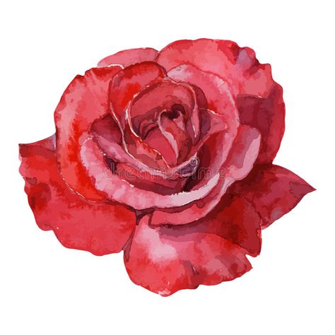 Beautiful rose watercolor hand-painted isolated on white background. vector illustration Watercolor Gem, Rose Line Art, Rose Watercolor, Rose Illustration, Watercolor Red, Rose Tattoo Design, Cat Air, Backgrounds Wallpapers, Watercolor Trees