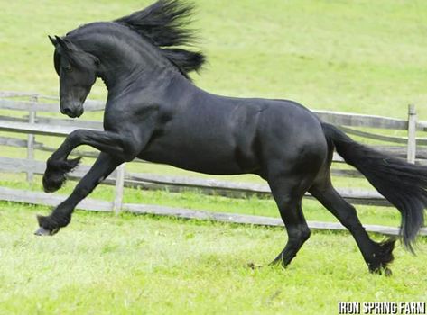 15 Best Horse Breed for Heavy Riders (Over 300lbs) - Saddles Now Friesian Dressage, Draft Horse Breeds, Friesian Stallion, Tennessee Walking Horse, American Paint Horse, Horse Facts, Pony Breeds, Clydesdale Horses, Walking Horse