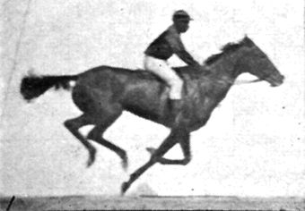 Muybridge Horse Gallop Galloping Horse And Rider, Horse In Motion, Eadweard Muybridge, Animation News, Animal Movement, News Art, Galloping Horse, Wellcome Collection, Horse Anatomy