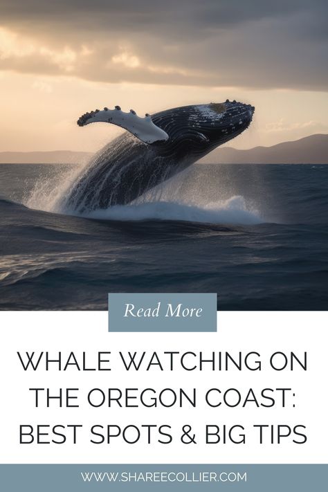 Are you planning on doing a little whale watching on the Oregon coast during your trip to the Pacific Northwest? Need to know what to expect? Look no further! The Oregon coast is a prime location for whale watching, with thousands of whales migrating along the Pacific coast each year and this blog post will deliver all the information you need to plan your trip... Oregon To California Road Trip Pacific Coast, Oregon Coast Must See Bucket Lists, Depoe Bay Oregon, Pacific City Oregon, Types Of Whales, Vancouver Whale Watching, Seaside Oregon, Oregon Coast Surfing, Whale Watching Oregon Coast