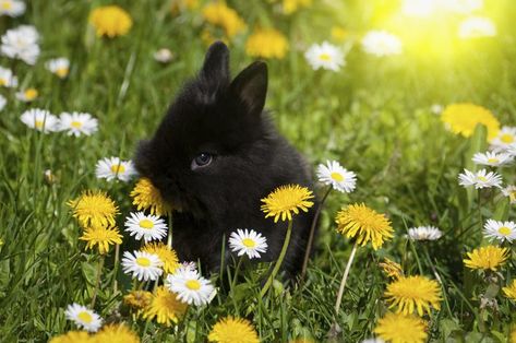 Baby rabbit eating flowers Eating Flowers, Summer Blooming Flowers, Rabbit Resistant Plants, Flowers To Plant, Wild Rabbit, Rabbit Eating, Baby Rabbit, Garden Animals, Outdoor Stuff