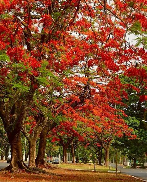 Gulmohar Gulmohar Tree Photography, Gulmohar Flowers, Gulmohar Tree, Vrindavan Dham, Royal Poinciana, Flame Tree, Dreamy Photography, Tree Images, Tree Photography