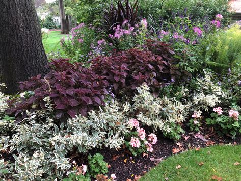 A Landscaper’s Home Garden - FineGardening Geranium Landscaping, Beautiful Gardens Landscape, Dark Foliage, First Knight, Potato Vines, Garden Makeover, Fine Gardening, Garden Photography, Seasonal Garden