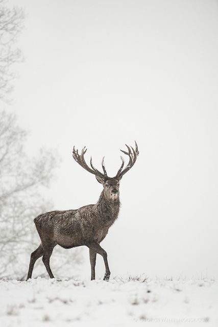 Red Deer stag in snow | Flickr - Photo Sharing! Endure And Survive Tattoo Last Of Us, Endure And Survive Tattoo, Doodle Tattoos, Endure And Survive, Sleeve Filler, Deer Photos, Deer Stags, Soyut Sanat Tabloları, Mule Deer