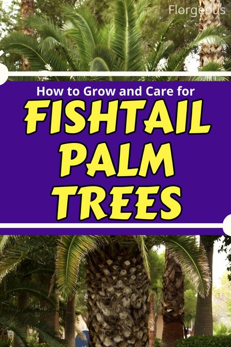 Fishtail Palm Care Fishtail Palm, Types Of Houseplants, Scale Insects, Palm Plant, Plant Diseases, Fish Tail, Do You Really, Coffee Grounds, How To Grow