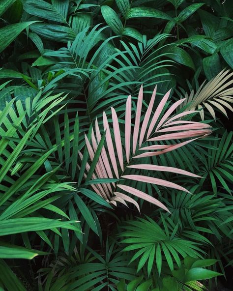 Green Aesthetic Photography, Consumer Psychology, Green Nature Wallpaper, Tropical Flower Plants, Leaf Photography, Botanical Leaves, Hand Reference, Plant Photography, Tropical Foliage