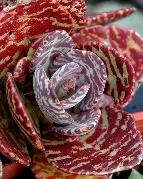 Kalanchoe humilis | this thing looks like a zebra mashed with a succulent.  I like. Tanaman Sukulen, Meteor Garden 2018, Succulent Gardening, Unusual Plants, Rare Succulents, Cactus Y Suculentas, Kew Gardens, Cactus Garden, Cactus And Succulents