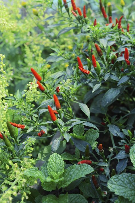 Hot peppers are a popular and easy to grow variety of vegetable that can really benefit from having certain other plants nearby. Learn more about chili pepper companions and what to grow with hot pepper plants in this article. Chili Pepper Plant, Pepper Companion Plants, Hot Peppers Plants, Peace Lilies, Companion Gardening, Vegetable Garden Ideas, Growing Tomatoes In Containers, Chili Recipe Easy, Lily Plants