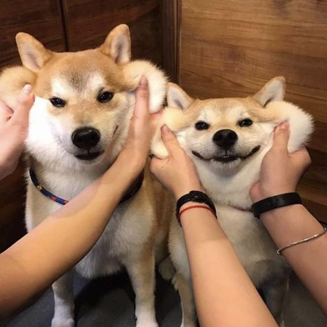 10+ Squishy Dog Cheeks That Are Impossible To Resist Squishing Japanese Dogs, Shiba Inu Dog, Cute Animals Images, Dog Images, Animals Images, Baby Dogs, Shiba Inu, 귀여운 동물, Dog Pictures