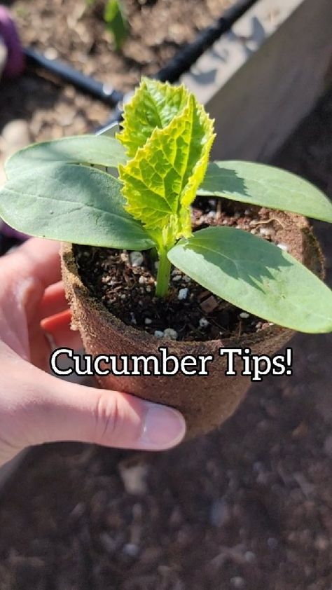 gardenwithjulia on Instagram: Cucumbers were transplanted May 1st! So I have a question for y'all - if you use paper pots for seedlings, do you plant the entire pot in… I Have A Question, Paper Pot, May 1st, A Question, Cucumber, Plants, On Instagram, Instagram