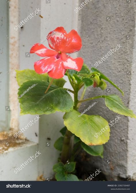 Impatiens Balsamina, Wild Plants, 3d Objects, Free Stock Photos, Every Day, Royalty Free Stock Photos, Stock Images, Stock Photos, Illustrations