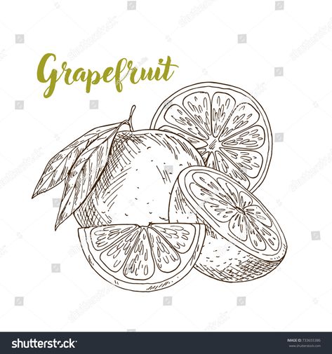 GRapefruit, half and slice, flowers, hand drawn sketch vector illustration #Ad , #affiliate, #flowers#hand#GRapefruit#slice Grapefruit Slice, Lemon Logo, Fruit Sketch, Fruits Drawing, Fruit Vector, Fruit Illustration, Vector Sketch, Hand Logo, Frame Template