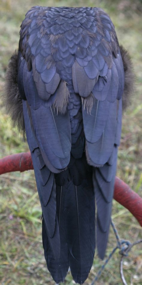 Crow Sculpture, Animal Butts, Crow Wings, Raven Tail, Crow Feathers, Raven Feathers, Raven Mask, Crow Feather, Raven Feather