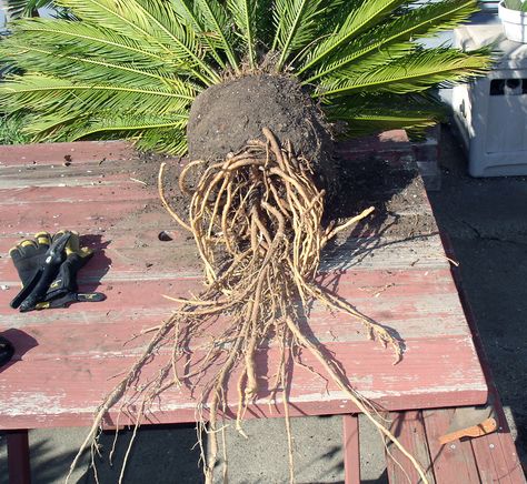 Brad's Tropical Paradise: What to do with a sago palm that has been in a pot for too long Sago Palm Care, Palm Plant Care, Sago Palm Tree, Cypress Plant, Cycas Revoluta, Plants Unique, Desert Gardens, Modesto California, Sago Palm