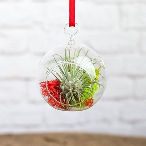 New: mini air plant terrarium ornament! One for 🎁, one for you! 🌲  .  .  .  #airplant #airplants #christmasgifts #ornaments #ornament #christmasornament #miniterrarium #terrariums #terrarium #ionantha #tillandsia #tillys #airplantlove #holidaygifts #christmasdecor #holidaydecor #airplantlove #airplantsofinstagram #houseplant #houseplants #indoorplants Plant Wedding Favors, Tillandsia Ionantha, Air Plants Care, Mini Terrarium, Plant Terrarium, Tillandsia Air Plant, Air Plant Terrarium, Plant Covers, Terraria