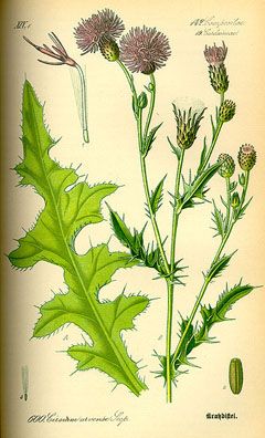 Cirsium arvense Creeping Thistle, Canada thistle Thistle Tattoo, Flower Structure, Botanical Tattoo, Illustration Botanique, Plant Painting, Scientific Illustration, Landscape Decor, Botanical Drawings, Plant Illustration