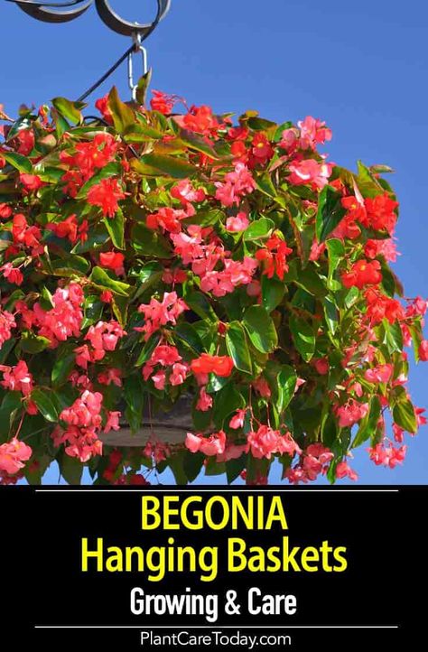 Begonia hanging baskets are great decorative plants for the landscape, patio and deck. They make dazzling displays in hanging baskets. [GROWING DETAILS] Strawberry Hanging Basket, Hanging Baskets Diy, Bbq Garden, Hanging Plants Outdoor, Container Herb Garden, Decorative Plants, Container Garden Design, Plants For Hanging Baskets, Hanging Flower Baskets