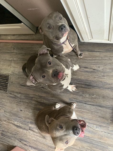 The happiest family  #pitbulls #pitbullpuppies #pitbullterrier #pitbulldog Pitbull Mix Breeds, Pitbull Dog Puppy, Ras Anjing, Animal Captions, Haiwan Comel, Anak Haiwan, Haiwan Lucu, Pitbull Puppies, Haiwan Peliharaan