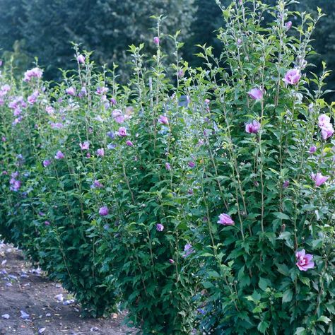 Pillar Rose Of Sharon, Traditional Fence, Rose Of Sharon Bush, Proven Winners Plants, Nashville House, Rose Fertilizer, Privacy Hedge, Privacy Plants, Hibiscus Plant