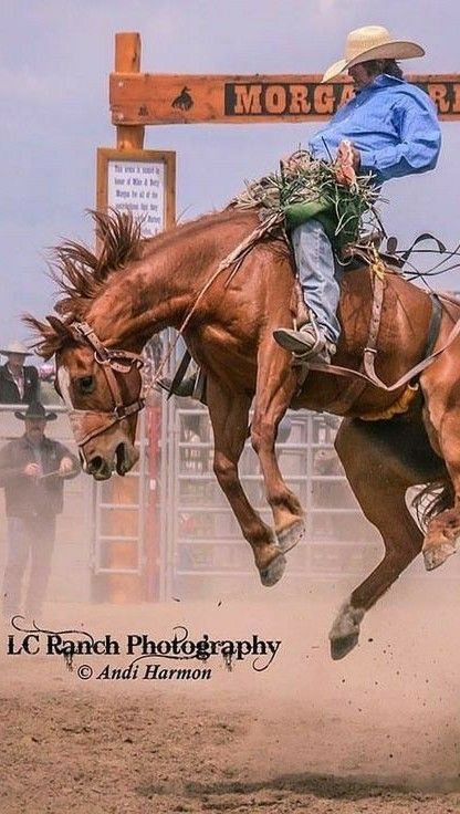 Horse Bucking With Rider, Bronc Horse, Horse Bucking, Saddle Bronc Riding, Cowboy Tattoo, Bronco Horse, Vintage Cowboys, Brahma Bull, Cowboy Photography