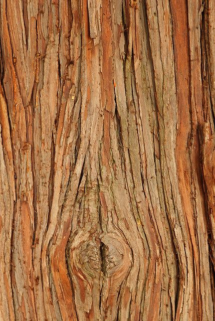 Wood Bark Texture, Tree Bark Illustration, Tree Bark Wallpaper, Tree Bark Aesthetic, Oak Tree Bark Texture, Juniper Wood, Tree Bark Texture, Carnival Birthday Party Theme, Wood Bark