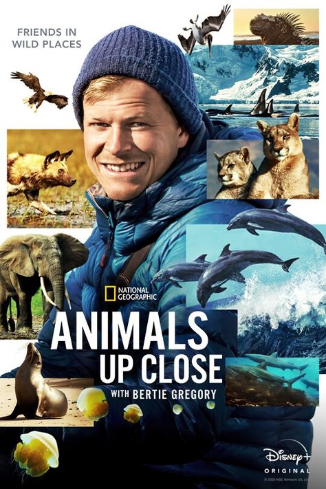 Animals Up Close with Bertie Gregory | On Disney+ Bertie Gregory, Galapagos Shark, National Geographic Animals, African Wild Dog, Post Animal, National Animal, Shark Swimming, Disney Animals, Disney Shows