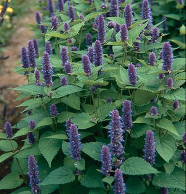 Anise Hyssop Flowering Herbs, Anise Hyssop, Basil Plant, Plant Spacing, Organic Seeds, Herb Seeds, Organic Herbs, Garden Pests, Perennial Garden