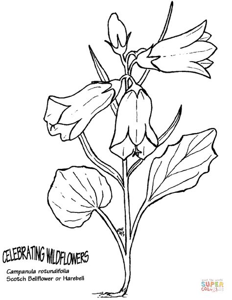 Scotch Bellflower or Harebell coloring page | Free Printable Coloring Pages Dolphin Clipart, Dolphin Coloring Pages, Redwork Embroidery, Clipart Black And White, Printable Crafts, Flower Doodles, Free Printable Coloring, Free Printable Coloring Pages, Black And White Pictures