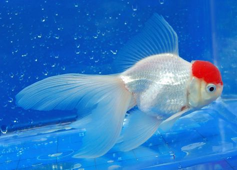 Small Fish Pond, Oranda Goldfish, Fish Tank Themes, Undersea World, Fish Ponds, Small Fish, Red Cap, Sea Water, Long Tail