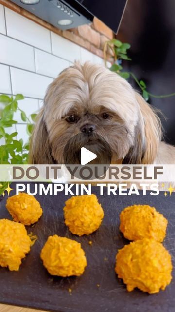 SHIH TZU DEE DEE • DOG TIPS & TRICKS • DOG ROUTINES on Instagram: "✨PUMPKIN✨TREATS FOR DOG?!👇🏻

Delicious no-bake cookies for your dog. You only need 3 ingredients:
👉1 cup peanut butter
👉1 cup pumpkin puree
👉1 cup quaker oats

Mix everything together and form cookies. Put it in the fridge, and after an hour, give the cookie to your dog and watch him eat it with taste! 🤤

Will you make these cookies? 🍪

Follow me for more homemade treats for dogs 🐶❤️

#doginfluencer #shihtzu #smalldog #dogtreats 

[dog influencer, shih tzu, small dog, homemade treats for dog]" Homemade Treats For Dogs, Dog Influencer, Dog Homemade, Pumpkin Treats, Quaker Oats, Treats For Dogs, Pumpkin Dog Treats, Oats Quaker, Pumpkin Treat