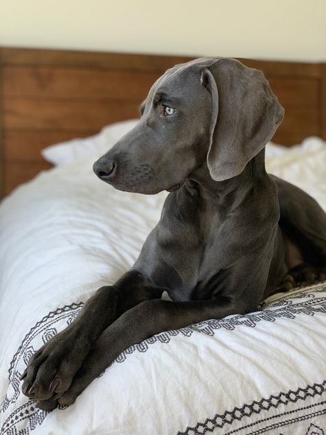 Blue Weimaraner Wiemeriner Dogs, Blue Weimaraner Puppy, Blue Weimaraner, Weimaraner Puppies, Weimaraner Dogs, Golden Puppy, Doberman Dogs, Westie Dogs, Funny Dog Memes