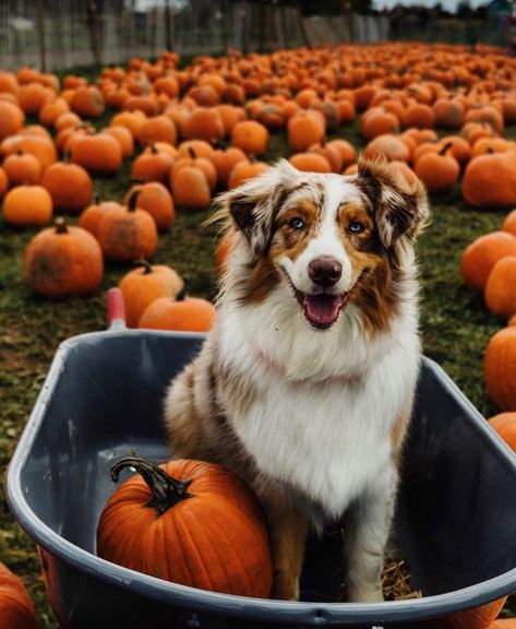 Dog Pumpkin Photoshoot, Fall Dog Pictures, Funny Doggos, Photos Of Puppies, Fall Puppy, Pumpkin Patch Photography, Puppy Photoshoot, Fall Animals, Halloween Sleepover