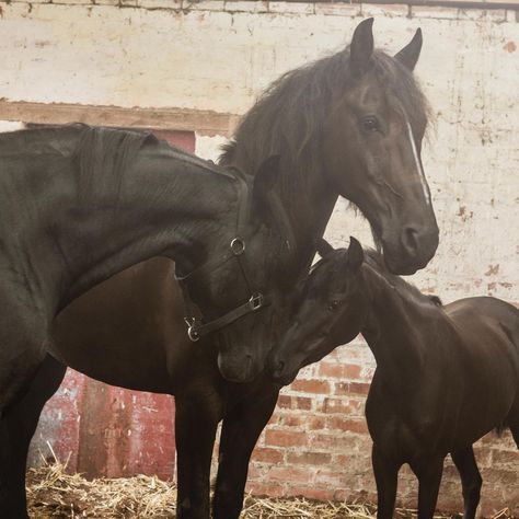 Free Rein on Instagram: “A beautiful family 🖼!! 😍❤️🐴 Scout is fat too cute! #Freerein #Netflix #NetflixOriginal #Horse #Horses #horsesofinstagram” Free Rein Tv Show, Horse Background, Horse Movies, Cai Sălbatici, Cute Horse Pictures, Free Rein, Rasy Koni, Horse Costumes, Fun Sleepover Ideas