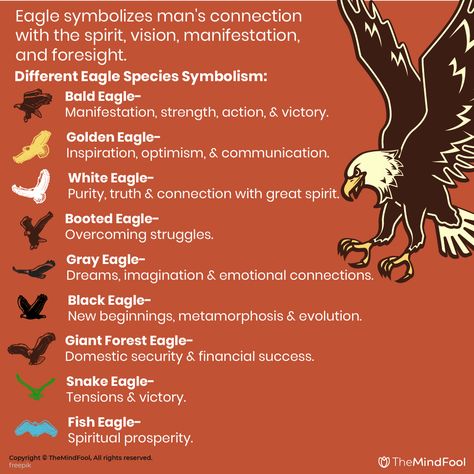 Eagle Meaning, Symbol Tattoos With Meaning, Feather Symbolism, Feather Meaning, Spirit Animal Meaning, Eagle Symbol, Animal Meanings, Eagle Feather, Animal Spirit Guides