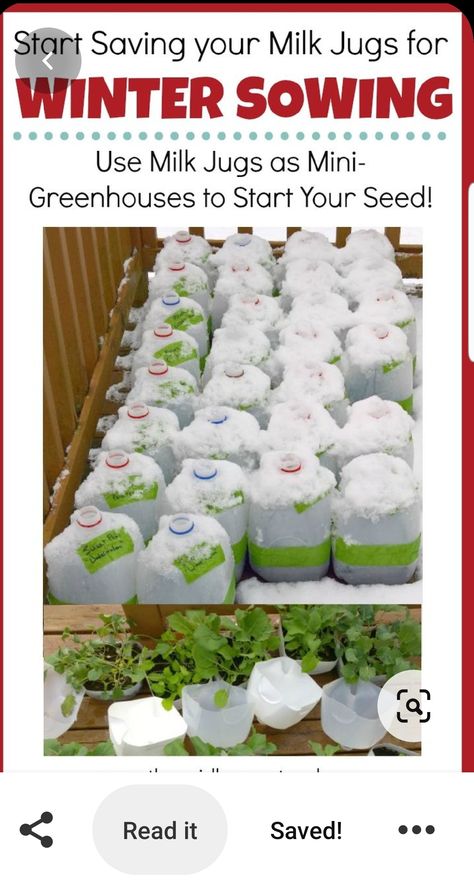 Chinese Wisdom, Winter Sowing, Cold Frames, Winter Gardening, Fall Vegetables, Fall Garden Vegetables, Organic Vegetable Garden, Milk Jugs, Garden Types