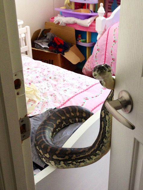 Knock Knock, Who's There? Pretty Snakes, Cute Reptiles, Cute Snake, Pet Snake, Reptile Snakes, Pretty Animals, Reptiles And Amphibians, A Snake, Cute Little Animals