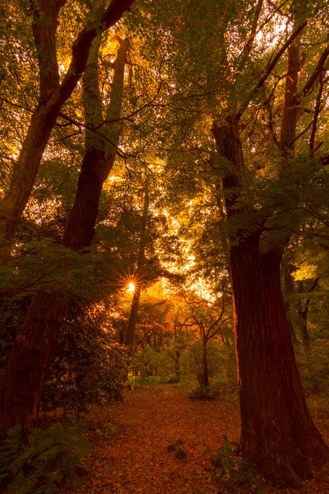 Shinjuku Gyoen National Garden, Shinjuku Gyoen, Autumn Witch, Autumn Magic, Autumn Illustration, Autumn Night, Autumn Days, Autumn Scenery, Cozy Autumn