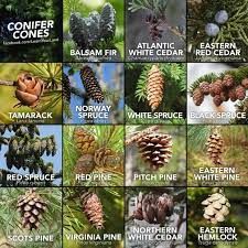 Learn Your Land - Studying conifer cones is a worthy investment of time. Many conifers can be positively identified by their mature seed cones alone. Pictured here are seed cones produced by Pine Pitch, Conifer Cone, Leaf Identification, Tree Id, Tree Identification, Scientific Name, Pine Cone Crafts, Home Vegetable Garden, Plant Identification