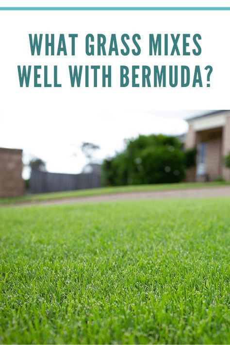 what grass mixes well with bermuda Bermuda Grass Care Tips, Bermuda Grass Lawn, Bermuda Sod, Bermuda Grass Seed, Zoysia Grass, Fescue Grass, Tall Fescue, Shade Grass, Bermuda Grass