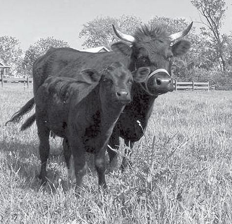 Dexter Cows and Kefir Cheese Dexter Cows, Dexter Cattle, Miniature Cows, Kefir Grains, Milk Kefir, Prairie Home, Milk And Cheese, Sustainable Agriculture, Dexter