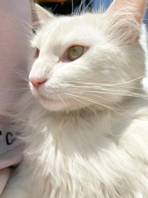 White cat green eyes aesthetic cute cats aesthetic picture white aesthetic cat white cat aesthetic cute cats michis White Cat Green Eyes Aesthetic, White Cat Aesthetic, White Cat With Green Eyes, Green Eyes Aesthetic, Cat Aesthetic Cute, Cute Cats Aesthetic, Cat Green Eyes, Eyes Aesthetic, Cats Aesthetic