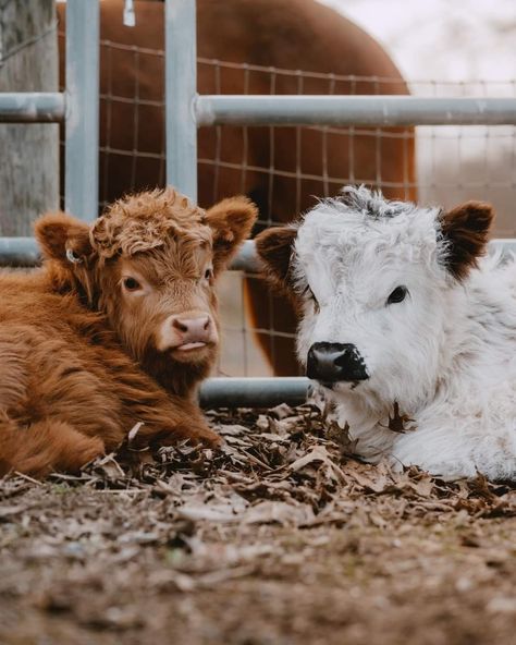 Hyland Cow, Mini Highland Cow, Miniature Cows, Pet Cows, Cow Photography, Cow Wallpaper, Cow Photos, Mini Cows, Cutee Animals