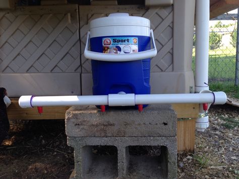 homemade chicken waterer from 2 gallon igloo cooler, PVC pipe and chicken nipples. Keeps water cool and clean for less than $25! Igloo Cooler Chicken Waterer, Igloo Chicken Waterer, Homemade Chicken Waterer, Chicken Coops And Runs, Egg Business, Cow Food, Fowl Language, Chicken Poop, Chicken Waterer