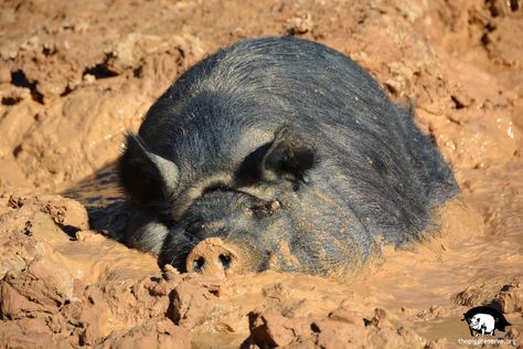 Potbelly Pigs, Pig In Mud, Pot Belly Pigs, This Little Piggy, Enjoying Life, Ralph Waldo Emerson, Primates, Animal House, Farm Life