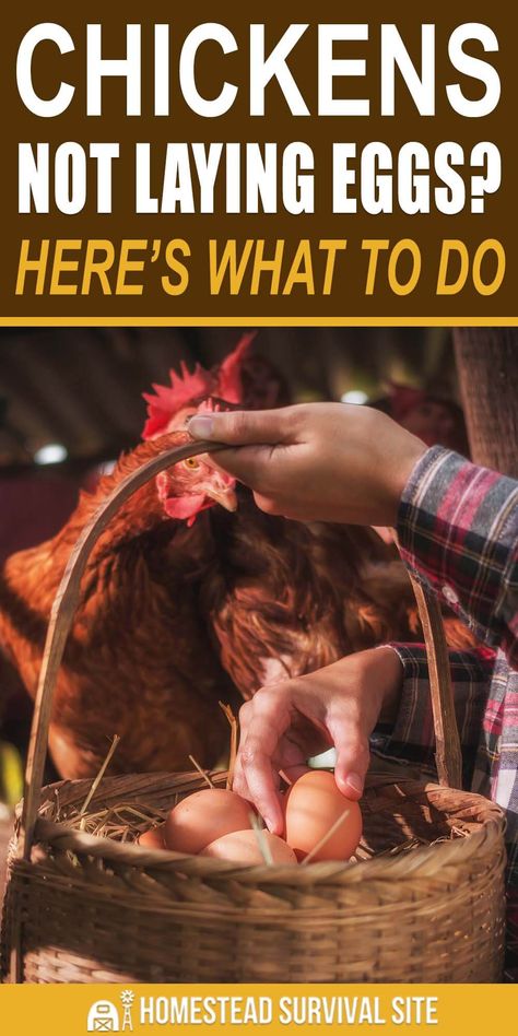 Chickens Not Laying Eggs, Prepper Skills, Yard Chickens, Chicken Nest, Homestead Style, Homestead Animals, Chicken Care, Egg Laying Chickens, Types Of Chickens