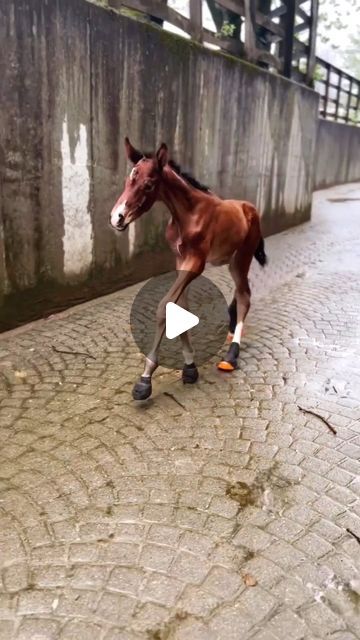 Oceans Where Feet May Fail, Laughing Horse, Pony Videos, Unusual Horse, Funny Horse Videos, Horse Jokes, Rare Dog Breeds, Amazing Animal Pictures, Hillsong United